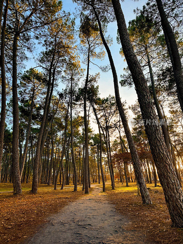 Chemin dan one forêt de pins